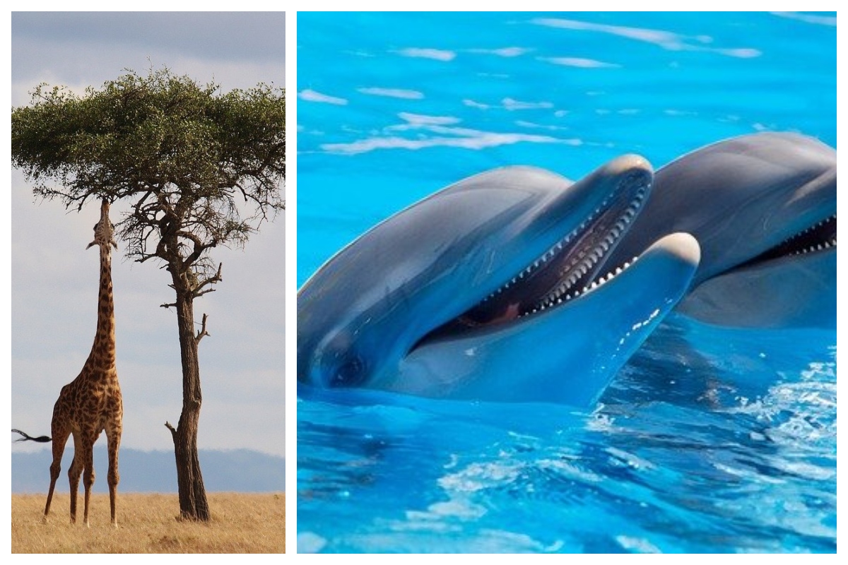 10 Animals That Don’t Sleep