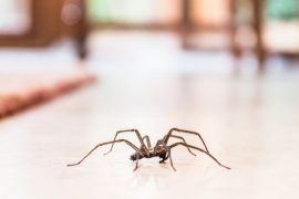 Giant House Spiders UK: Where They Live And How To Get Rid Of Them