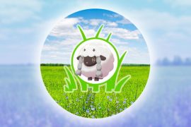 Pokemon Go Wooloo Spotlight Hour: All What You Need To Know