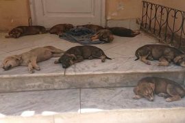 American Service Dogs Left In Afghanistan: All What You Need To Know