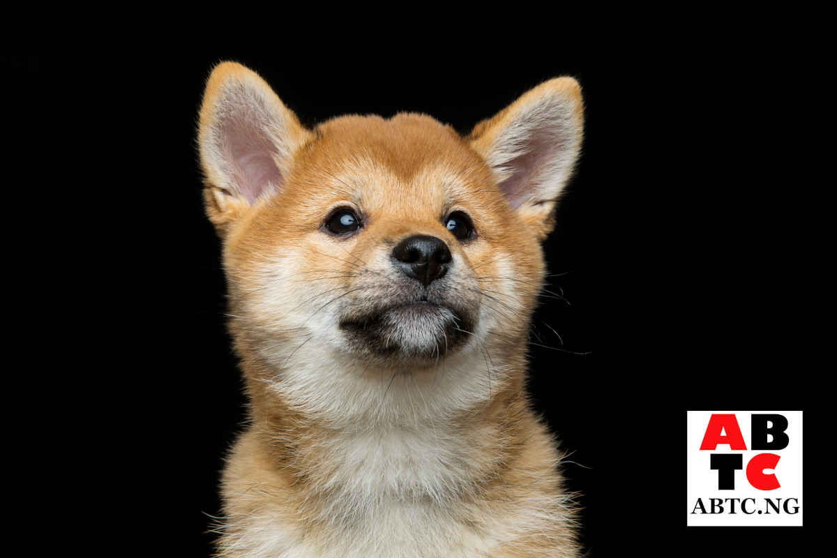 Is Shiba Inu owned by Elon Musk?