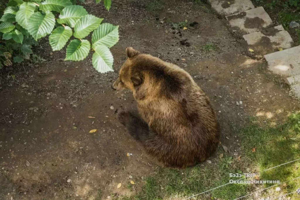 Medvedev-Bear