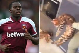 Kurt Zouma Cat Names: What Are The Names Of The Cats Kurt Zouma Kicked?