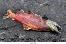 Why Do Salmon Die After Spawning?