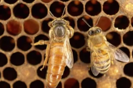 What happens when Queen Bee dies?