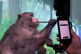 Neuralink Monkey Death: How many monkeys died from Neuralink? What happened to the monkeys with Neuralink?