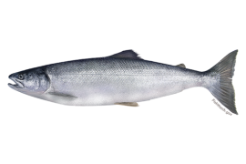 What is Alaskan Salmon?