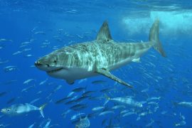Has A Shark Ever Sank A Boat?