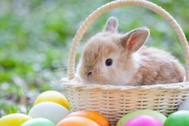 Is The Easter Bunny Real?