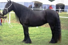 Fell Pony Prices, Colours, Height, White, Queen