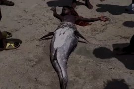 Mermaid Found In South Africa?