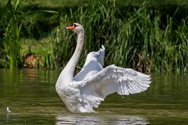 Swan Kills Man: Has a swan ever killed a human?