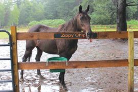 Is Zippy Chippy Still Alive?