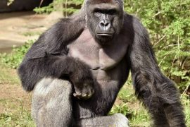 Harambe Death: Why was harambe killed? Is there a harambe Memorial?