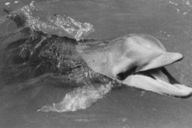 How did Flipper die? Why did Flipper kill himself?