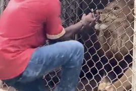 Lion Bites Off Finger Jamaica