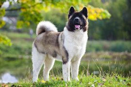 Akita Dog Breed, Size, Temperament, Black, Puppy