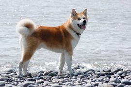 Is an Akita a good family dog? Are Akitas easy to train?