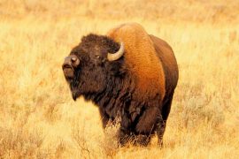 Do bison ever attack humans? What to do if a bison approaches you?