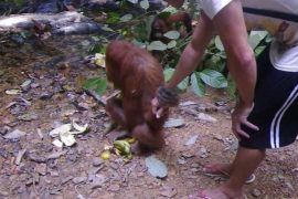 Are orangutans aggressive to humans? What animals Attack orangutans?