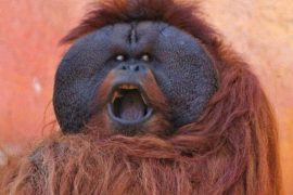 What Zoo has Orangutans? Where can I hold an orangutan? Are orangutans happy in zoos?