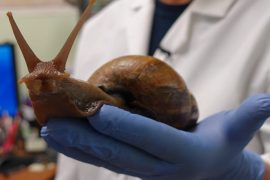 Is giant African land snail poisonous? How is the giant African snail harmful?