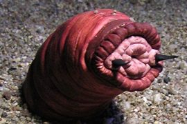 Mongolian death worm length: How long is the Mongolian Death Worm?
