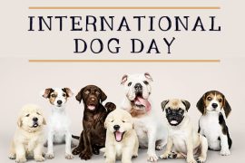 What is Happy National Dog Day? Is Dog Day national or international?