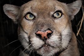 P-22 Dead: Was P-22 euthanized?