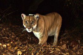 Where was P-22 captured?