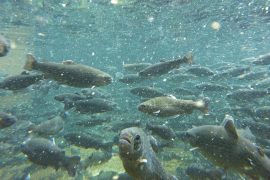 Is Lake Huron and Lake Michigan the same lake? Why are Lake Huron and Michigan separate?