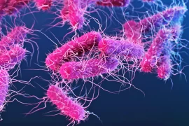 How do you get Shigella bacteria? What are symptoms of Shigella?