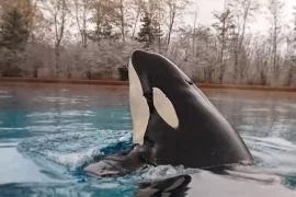 Is Kiska the orca still alive? Is Kiska the whale still alive?