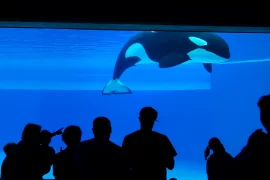 Kiska Dead: ‘World’s loneliest’ orca, dead at age 47