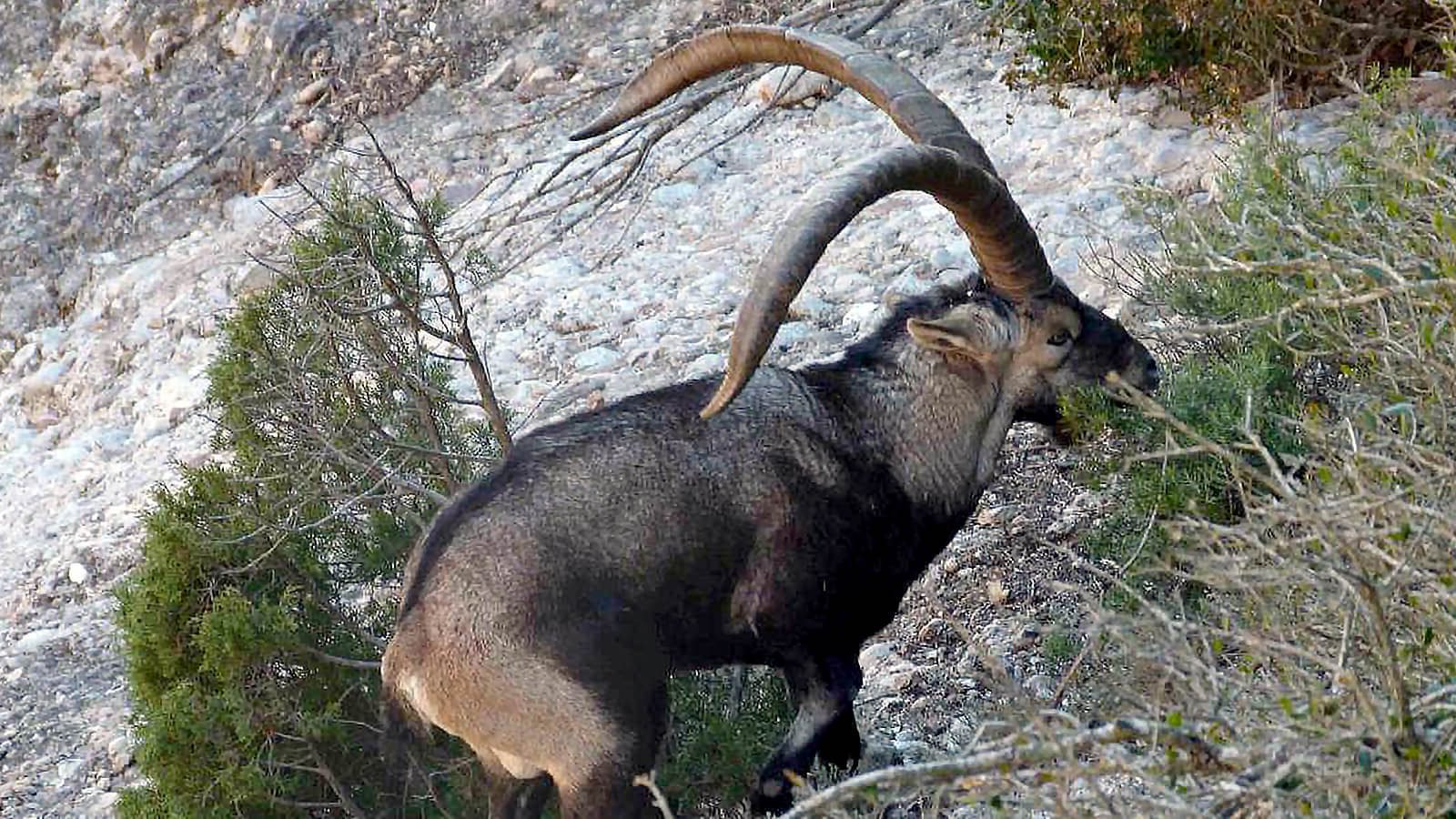 Is an ibex a goat or a deer? Can ibex mate with goats?