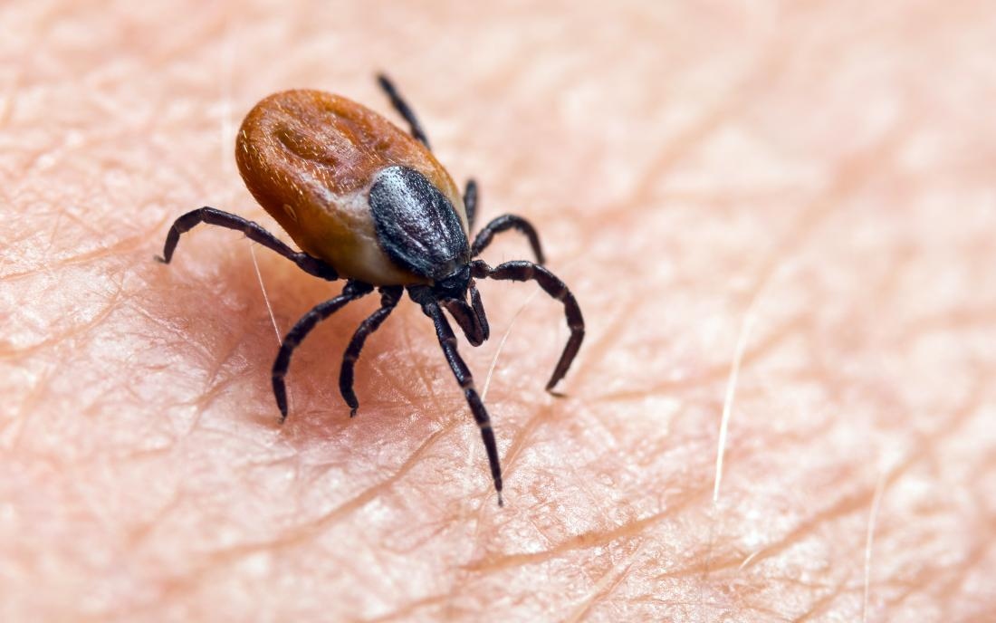 What is the first symptom of Lyme disease? What are the symptoms of Lyme disease in humans?