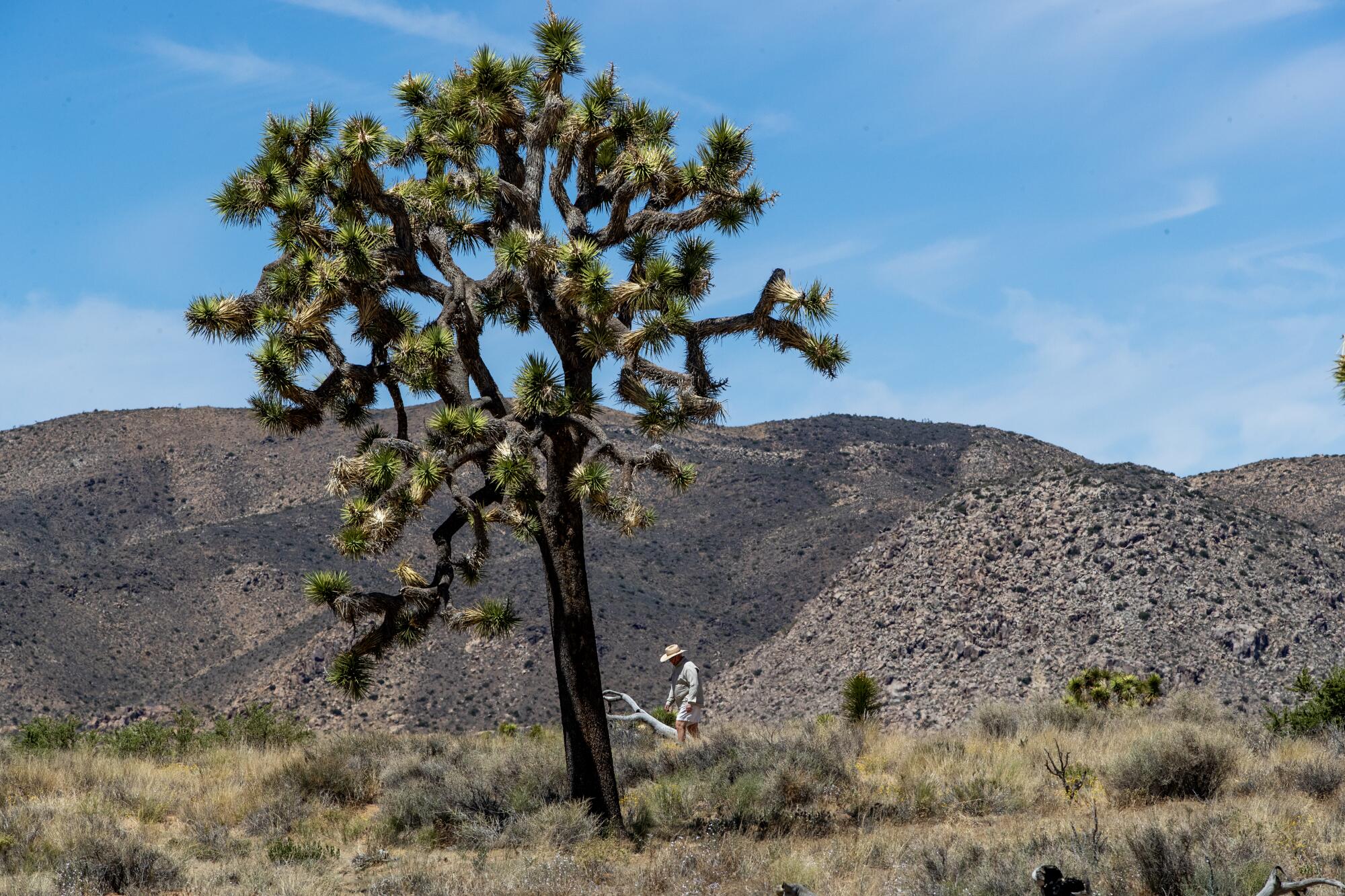 Do Joshua trees move to find water? Can you drink Joshua tree water?