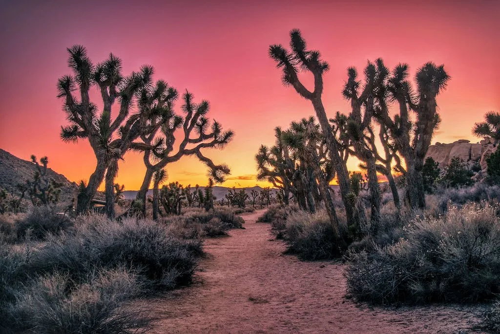How was Joshua tree formed? What do Joshua trees need to grow?