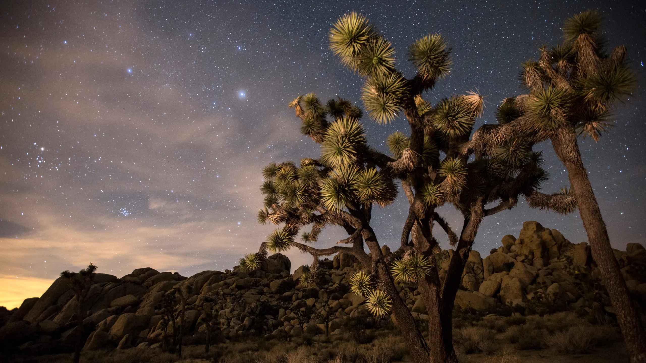 What is Joshua Tree best known for?