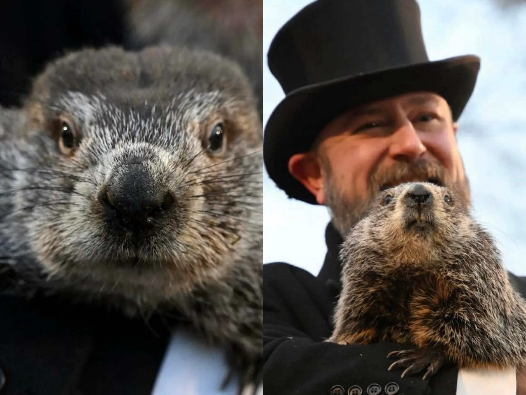 How many times was Groundhog Day correct? How many times is Groundhog Day right?