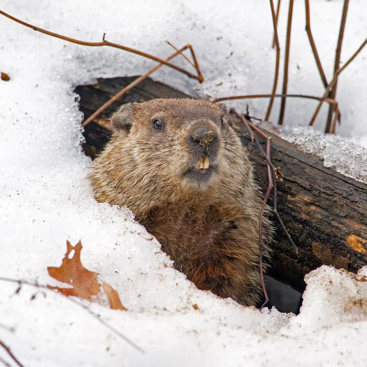 Where is Groundhog Day 2024? Where is the real Groundhog Day?