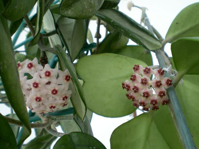 Hoya kerrii Meaning, Flower, Care, For Sale, Growth From Leaf, Variegated