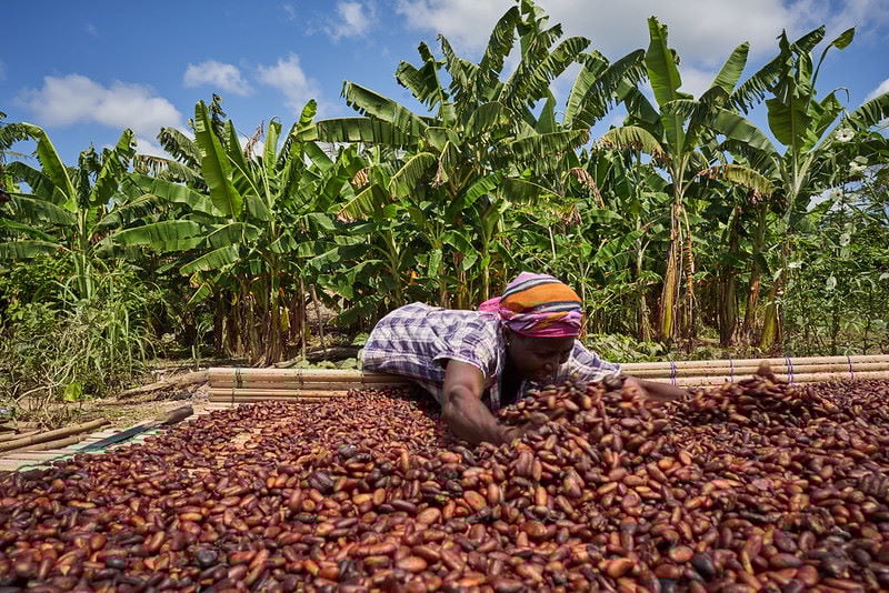 Cocobod Links Decreased Cocoa Bean Production to Adverse Weather Conditions