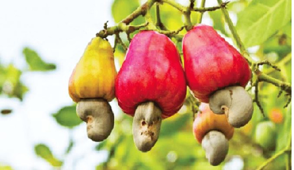Cashew Farmers Struggle Amidst Lack of Support for Value-Added Processing