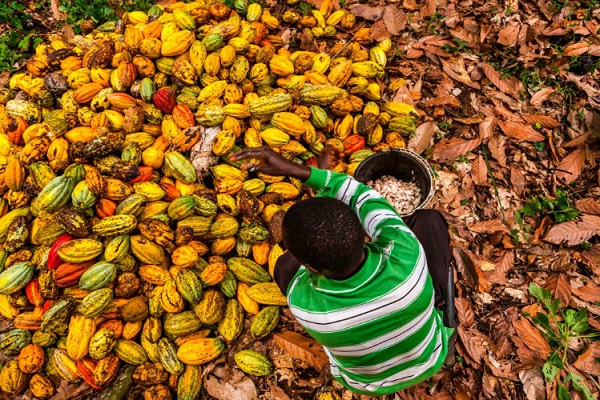 COCOBOD to Borrow Up to $1.5 Billion for 2024-25 Cocoa Purchases – Sources