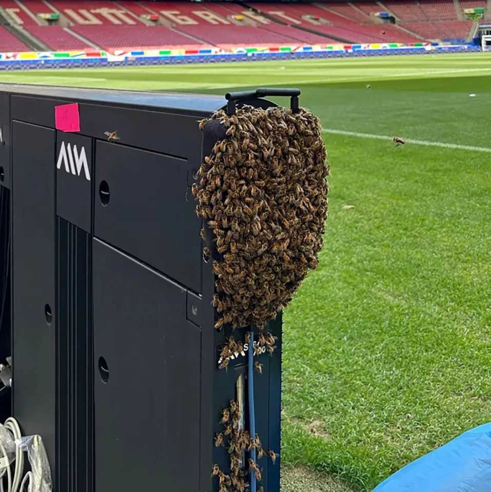 Bees Swarm Stadium Hours Before Germany Faces Hungary