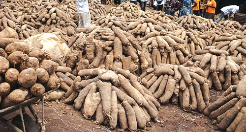Yam Prices Increase In Tamale