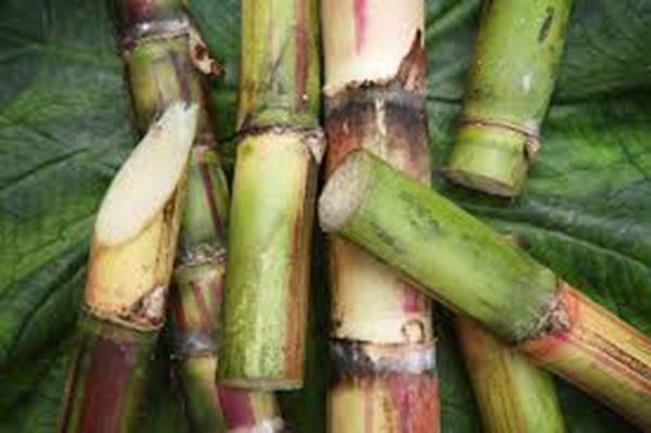 Sugarcane Farmers in Central Region Threaten Protest Over Market Issues